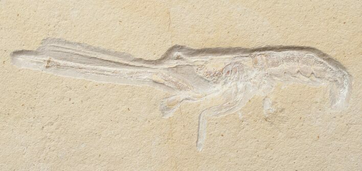 Fossil Lobster (Mecochirus) - Great D Preservation #15623